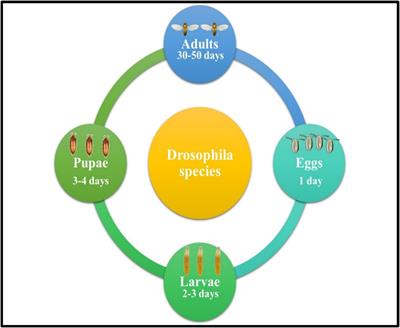 Classification, biology and entomopathogenic fungi-based management and their mode of action against Drosophila species (Diptera: Drosophilidae): a review